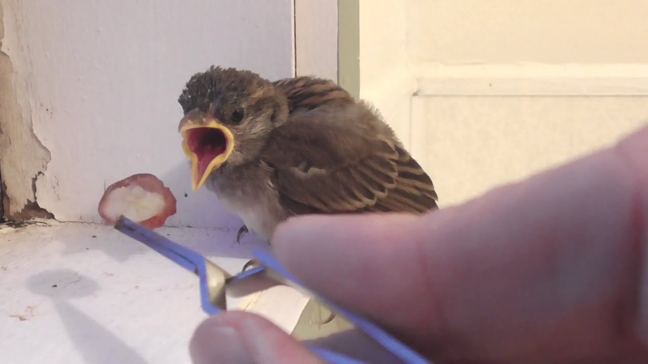 Helping a baby sparrow