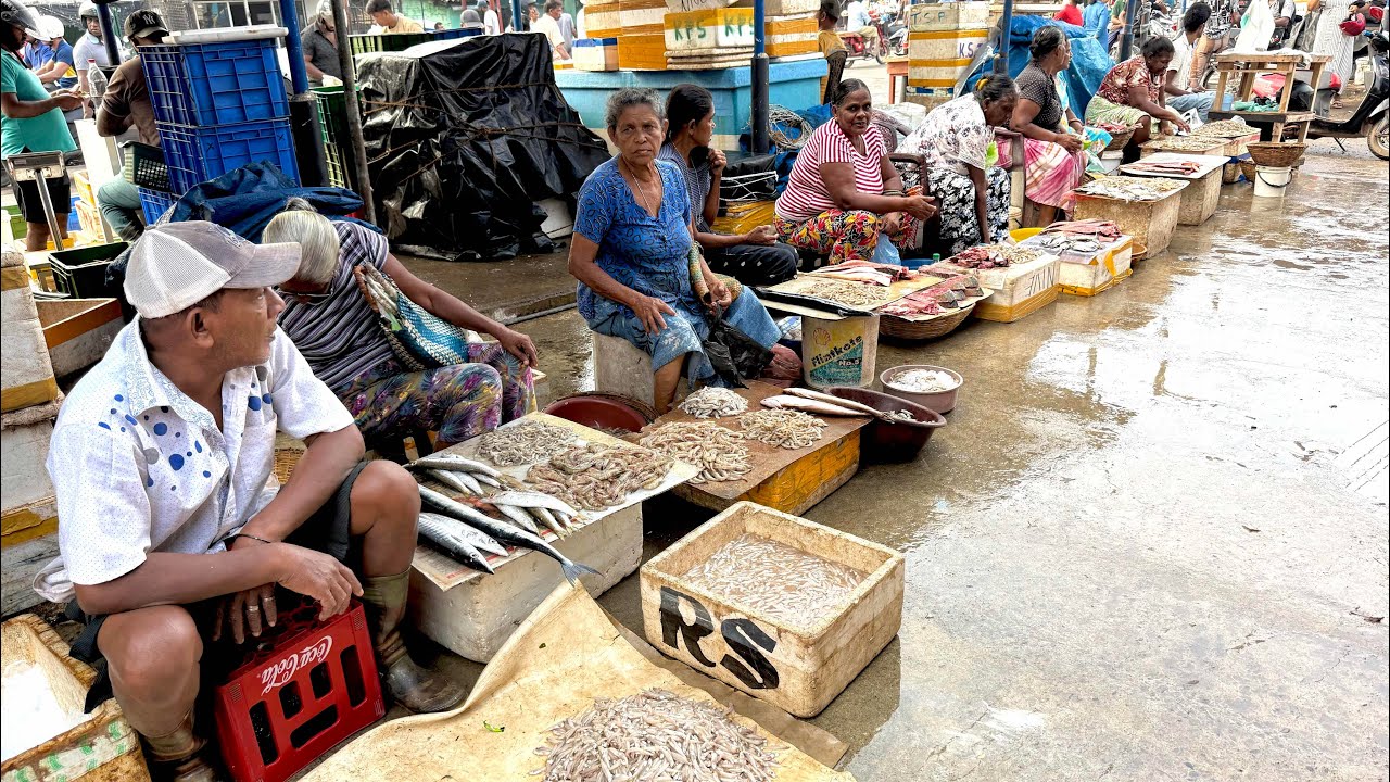 Seafood Lovers Paradise!! Fresh Catch Fish Market in Srilanka 