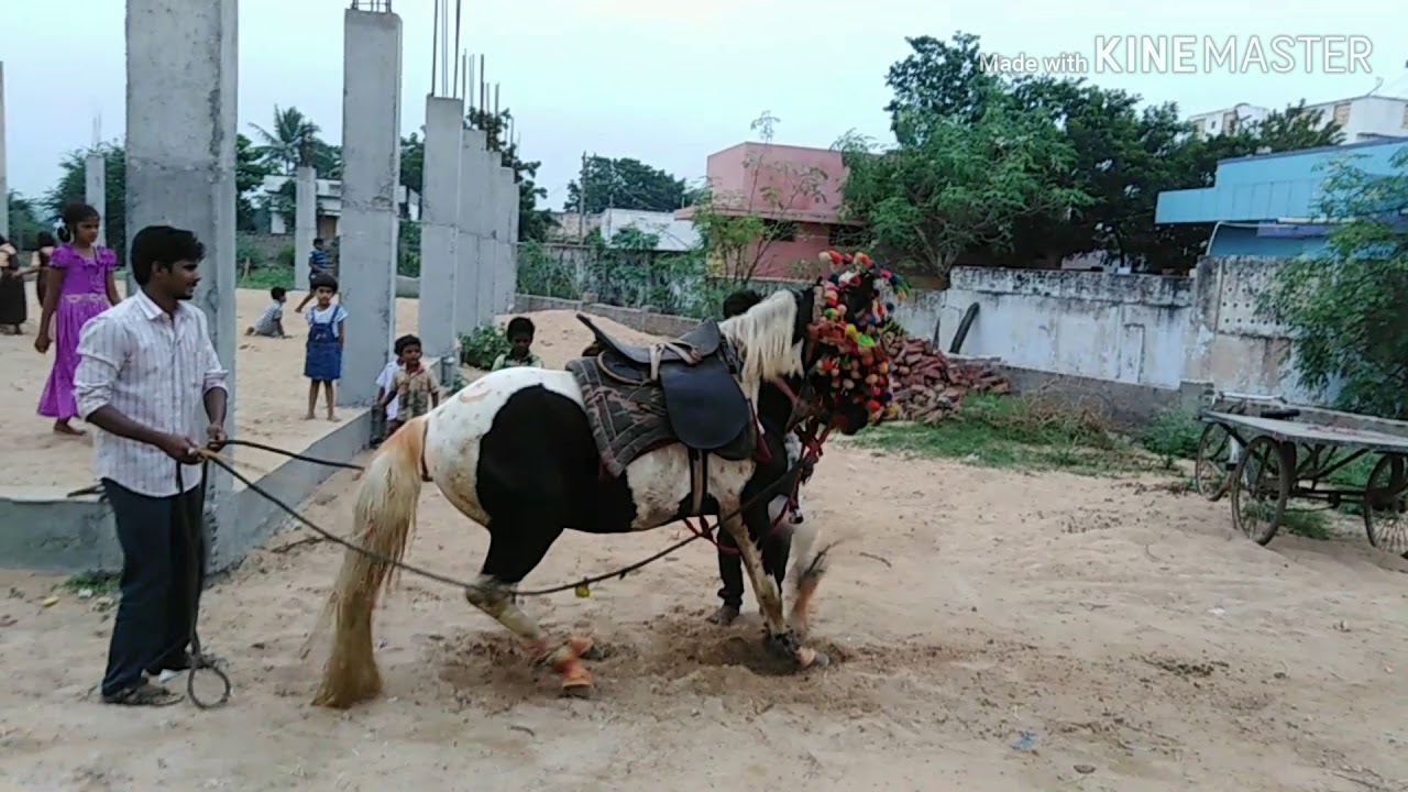 Nellore horse dance 7095786921