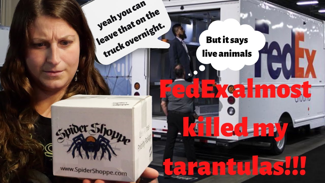 Unboxing 4 new tarantulas +1 SPECIAL species giveaway🤩 from spider shoppe