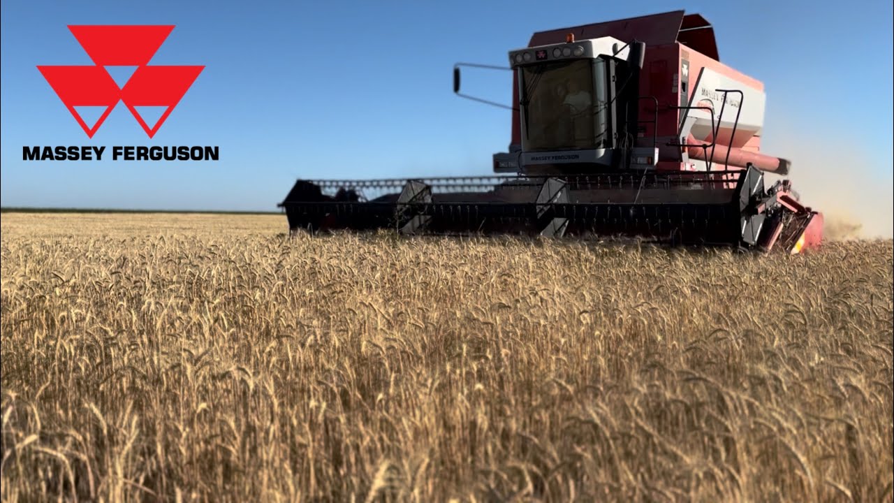 Massey Ferguson 7278 на збиранні озимої пшениці по попереднику просо)