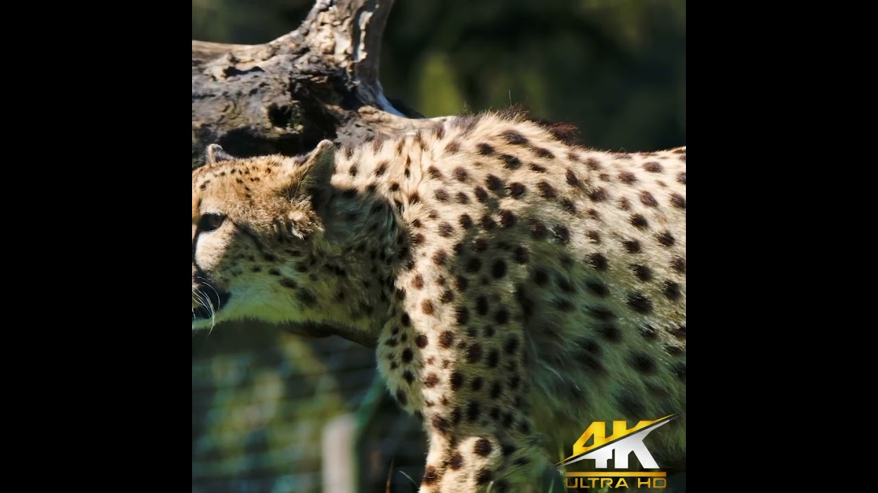 Cheetah roaming in the forest