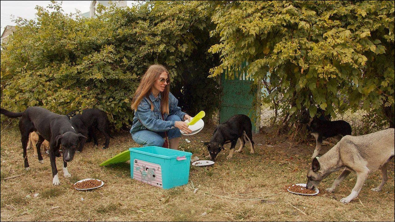Friendly Stray Dogs Wait Every Day in Same Place for Someone to Help them Survive
