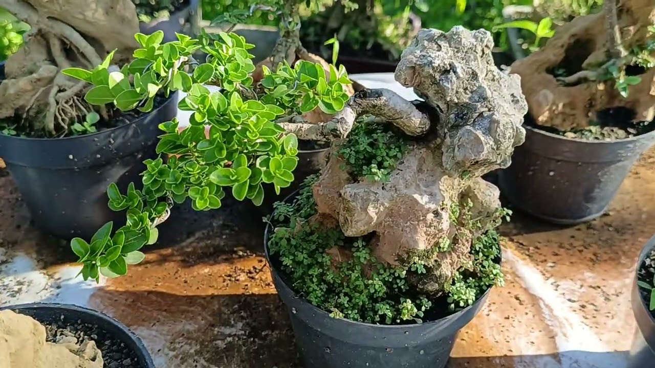 CEK HARGA BONSAI 082142421986