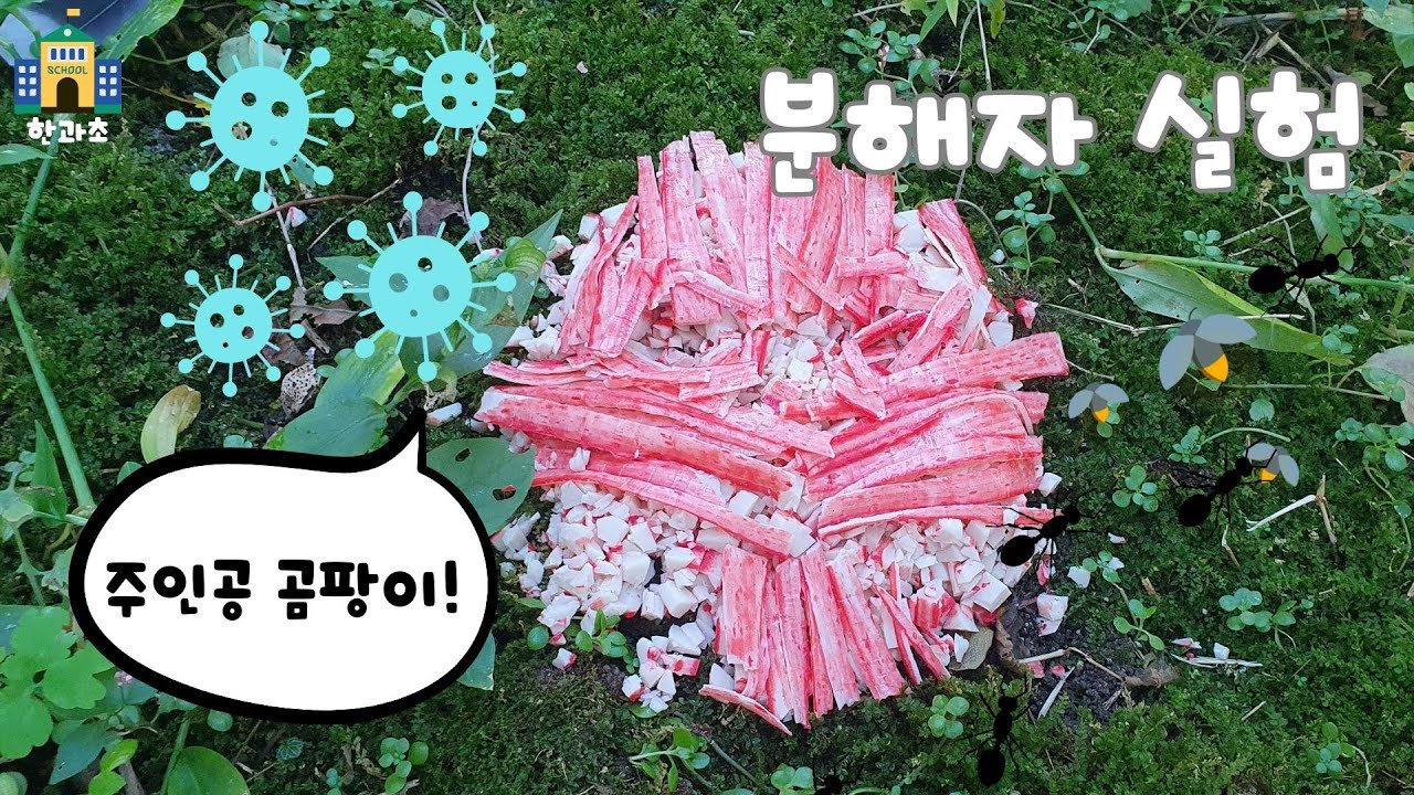 분해자 실험 - 한과초 과학 생산자 소비자 분해자