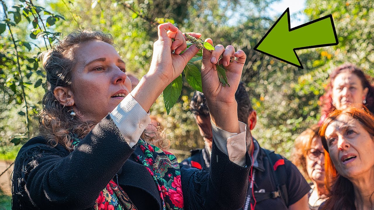 ERBE SPONTANEE a DICEMBRE. Impariamo a riconoscerle 🌿