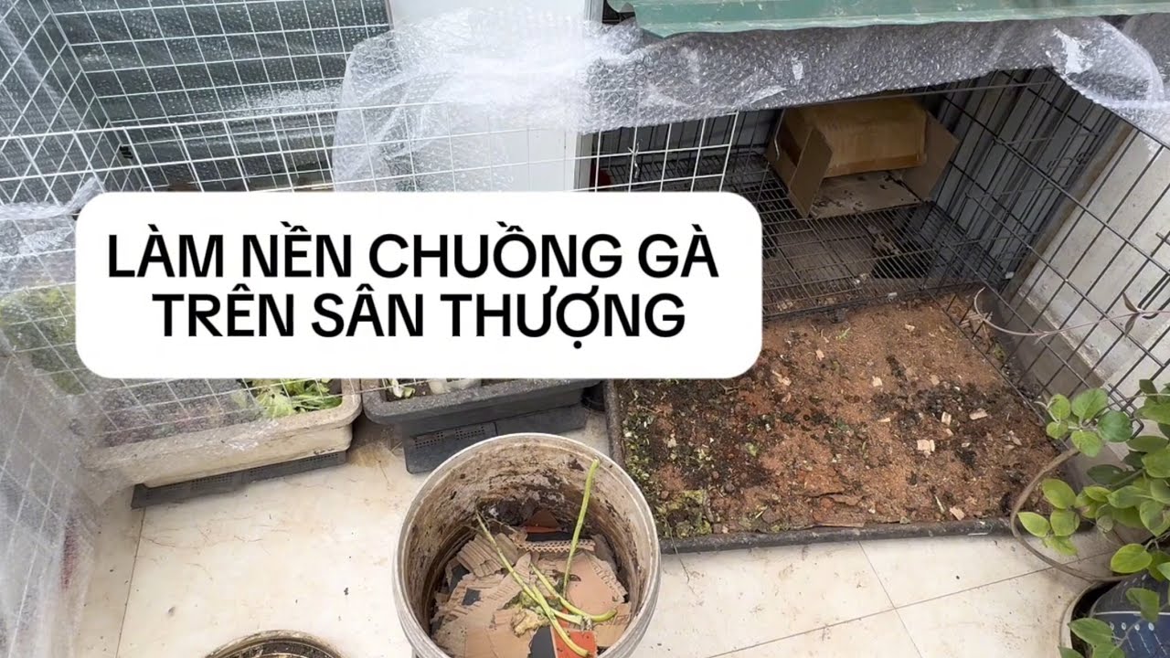 02 LÀM NỀN CHUỒNG GÀ TRÊN SÂN THƯỢNG NHÀ PHỐ