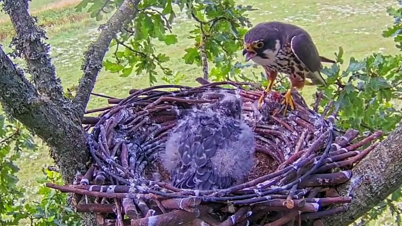 #falcon Cam4#120 Review baby birds in the nest - Dad and mother brings food to feed their chicks