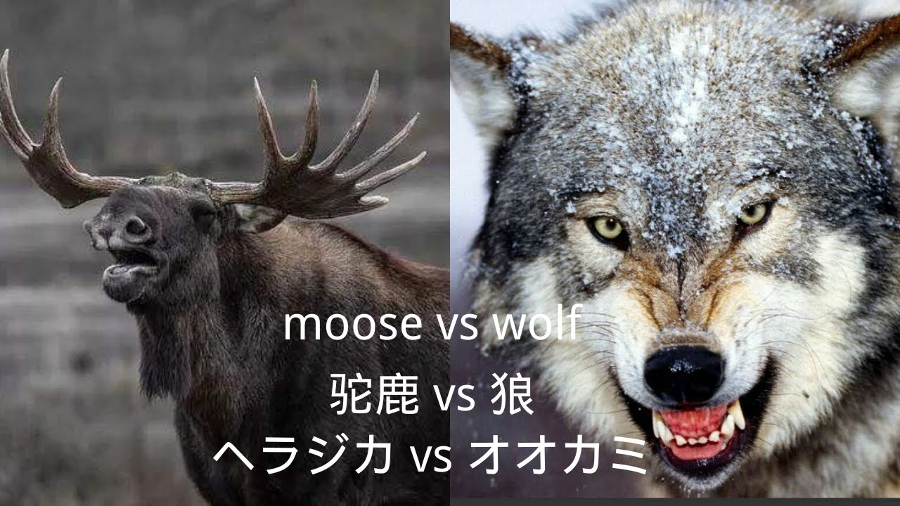 捕食 狩り 　ヘラジカ vs オオカミ　世界最大の鹿 対決 狼 　動物