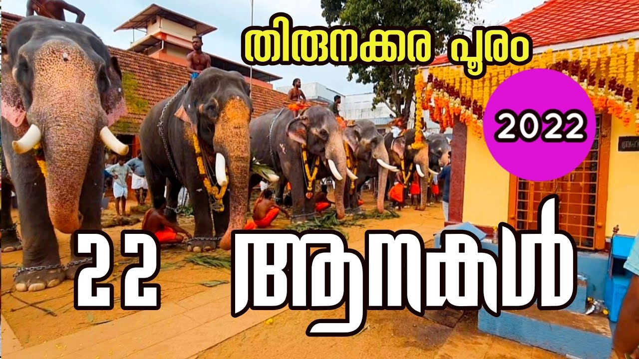 പൂരനഗരിയിൽ 22 ഗജവീരന്മാർ ഒന്നിച്ചപ്പോൾ മനോഹര കാഴ്ച കാണാം tirunakkara pooram 2022