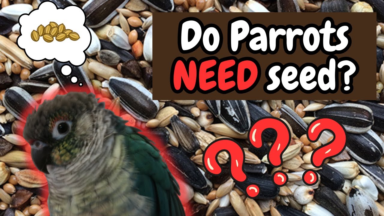 Do Parrots NEED To Eat Seed? | TheParrotTeacher