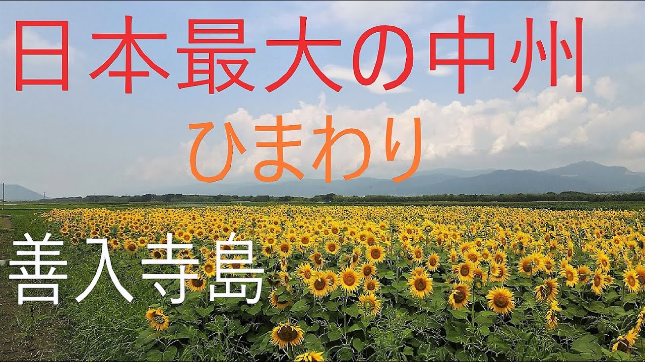 【４K映像】日本最大！！　善入寺島　ひまわり　Japanese landscape　sunflower　見頃は７月上旬からですよー　マビックエアー２　ツーリングの寄り道に