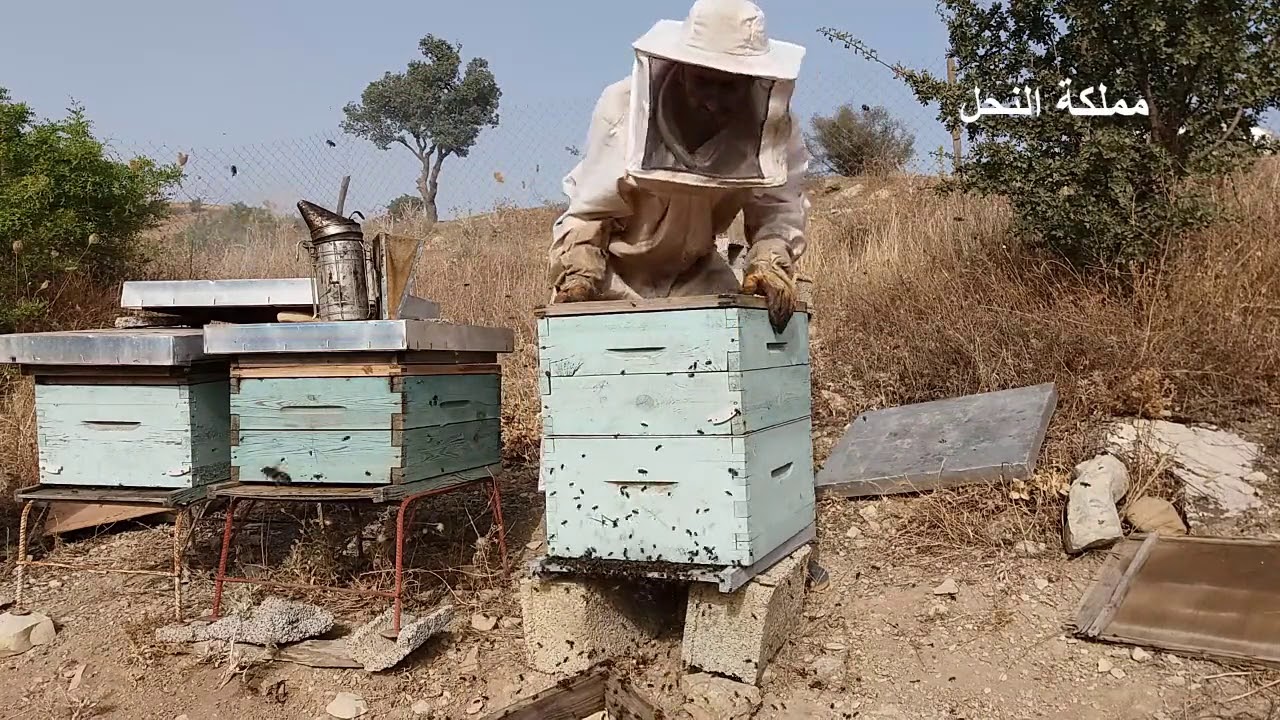ضرورة إرجاع العسالات إلى الخلايا بعد جني العسل