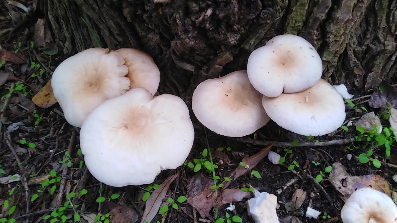 Jablanovača (Agrocybe aegerita) ili topolovka