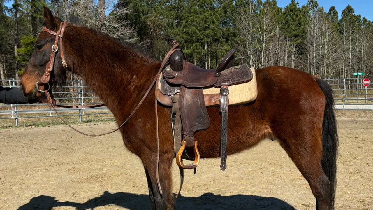Gentle bay riding