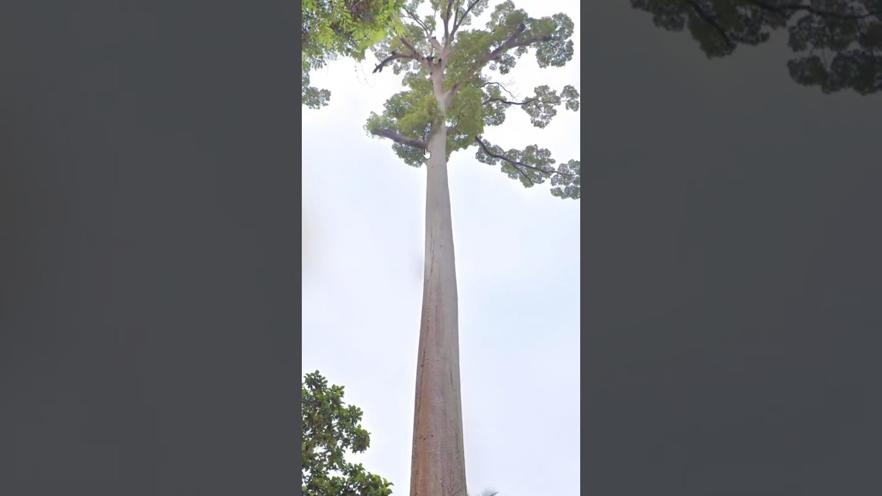Day 145: Palawan feat: @treezerik GeoGuessr Tip of the Day! #geoguessrtips #googlemaps #geoguessr