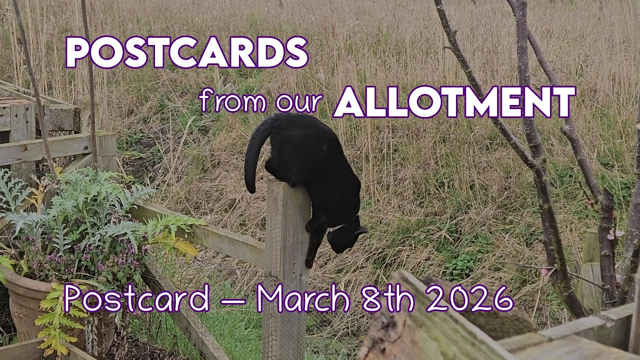 Allotment Postcard — March 8th 2026 — Spring is sprunging, and glitterkitten returns!