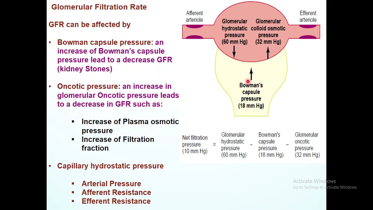 Physiology 2 - lec.1