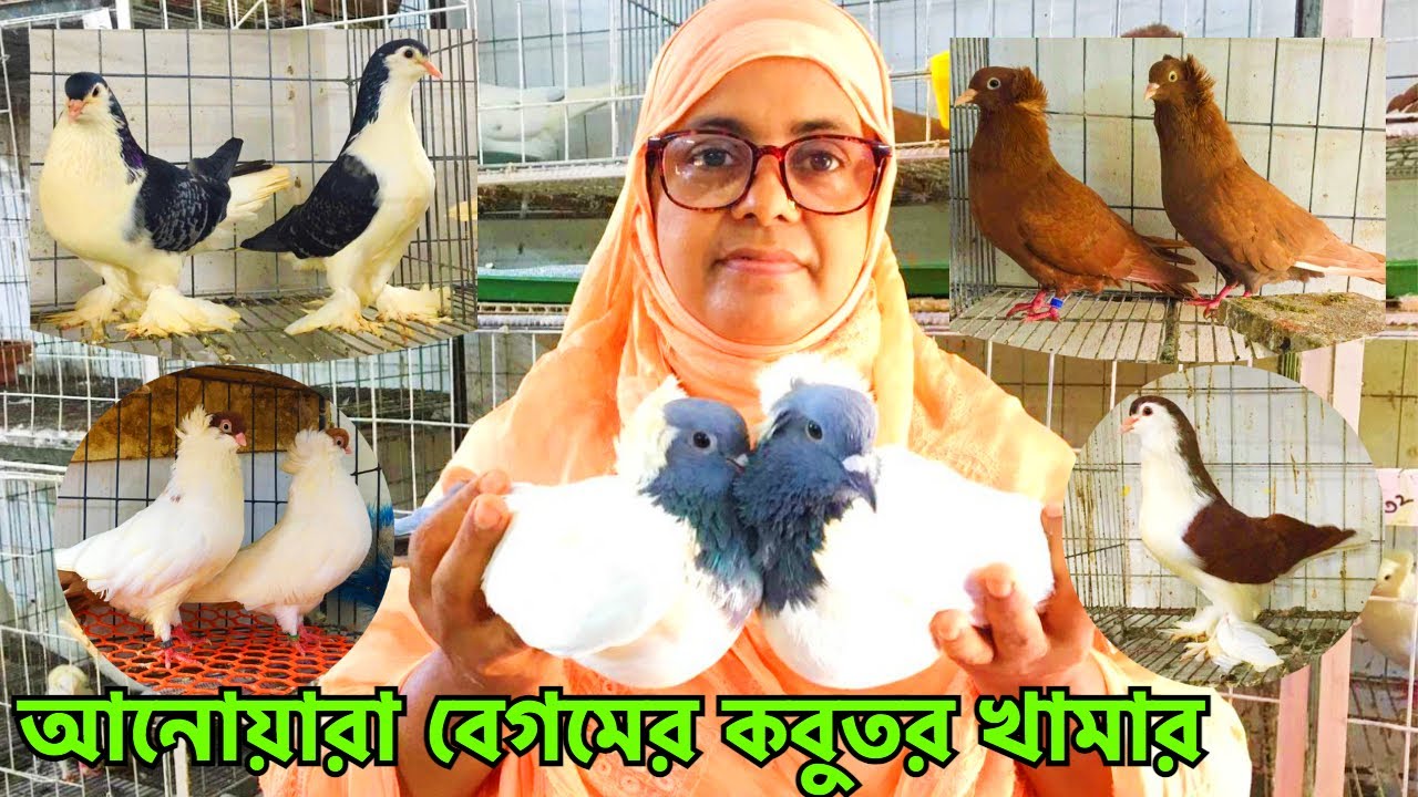 ফেনীর সফল খামারি আনোয়ারা বেগমের কবুতর খামার | আবদুল্লাহ পিজিয়ন লফট | Abdullah Pigeon Loft, Feni #334