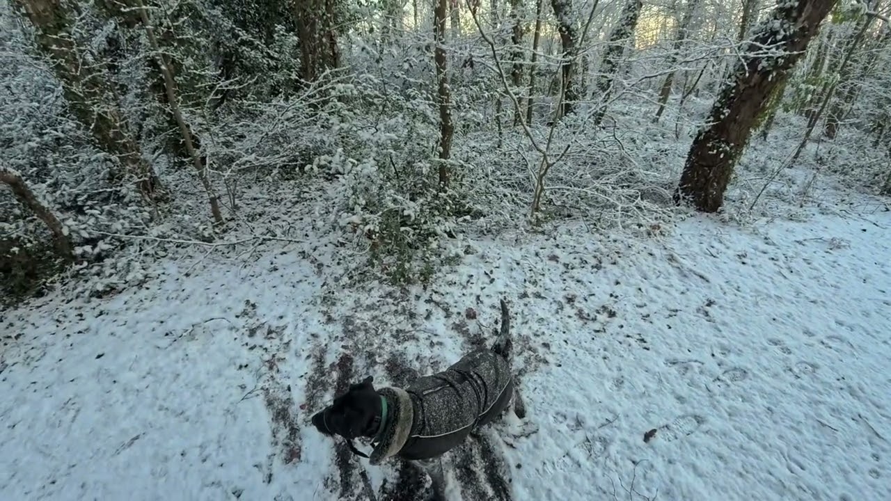 Walkies with Merlin - 05/01/26 - Snowy Morning Dog Walk