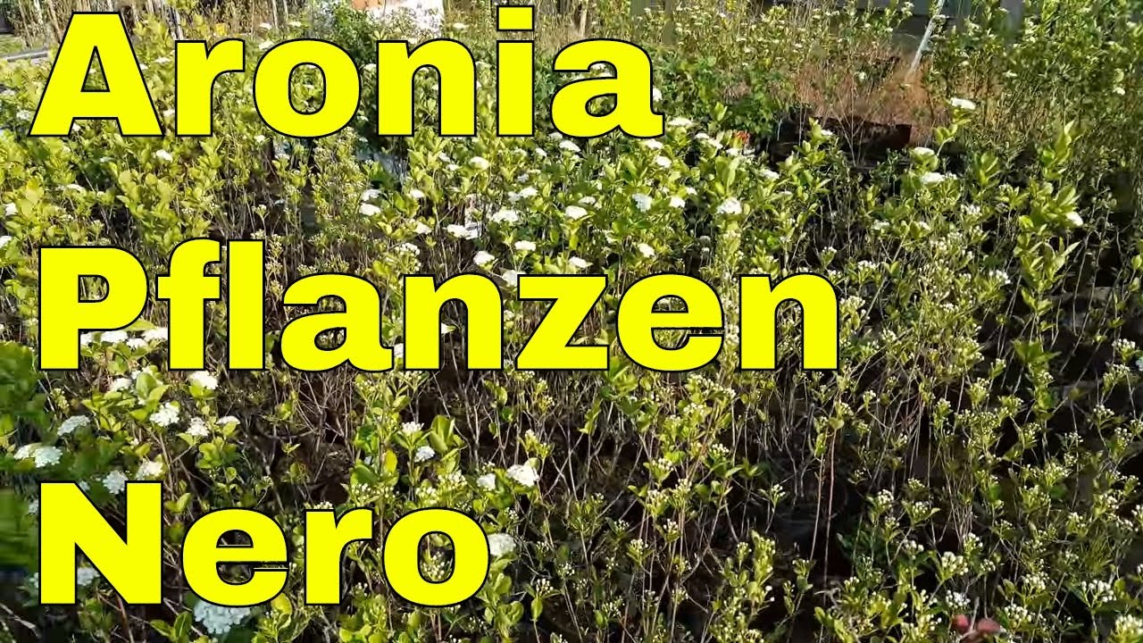 Aronia Pflanzen im Garten Aronia Pflanzen Nero ertragreichste und pflegeleichte Aronia Sorte