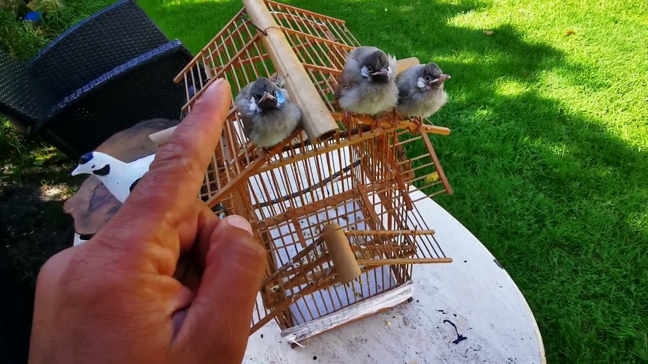 مطيار افراخ البلابل العراقيه الاصيله 🐦وشرح بسيط على افراخ البلابل 🐦😘