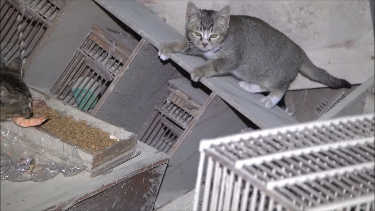 1月15日　初めてエビを食う猫