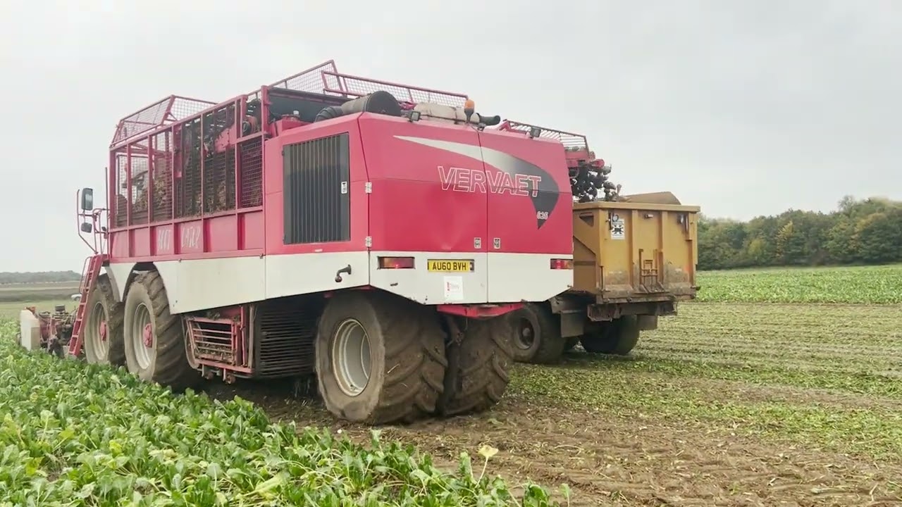 Lifting sugar beet Vervaet Evo Beet Eater 625 with sound