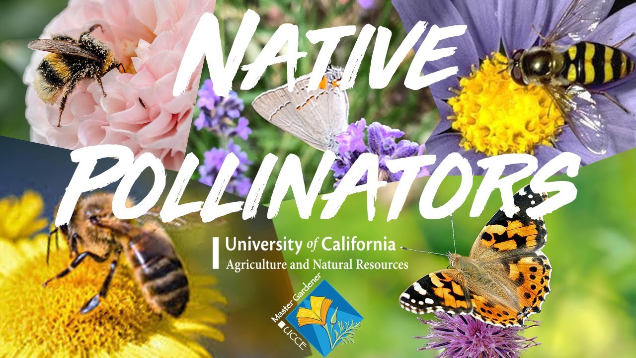 Native Pollinators