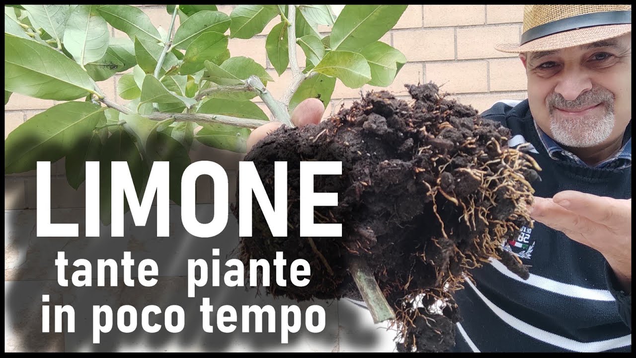 Come riprodurre la pianta del LIMONE in modo gratuito e semplicissimo