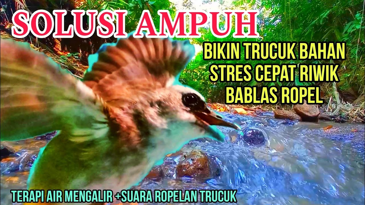 Terapi air burung trucukan bahan macet stres biar cepat bunyi riwik ropel