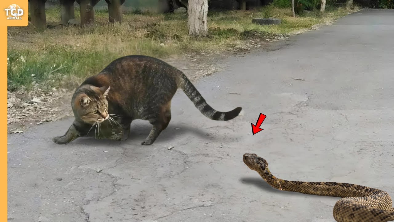 Кот с мордой гремучей змеи быстро об этом пожалел