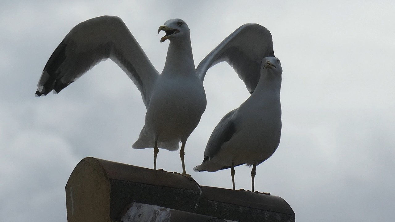 Yellow-legged gulls making constant calls (Calpe, Spain)