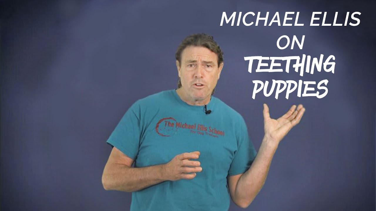 Michael Ellis on Teething Puppies