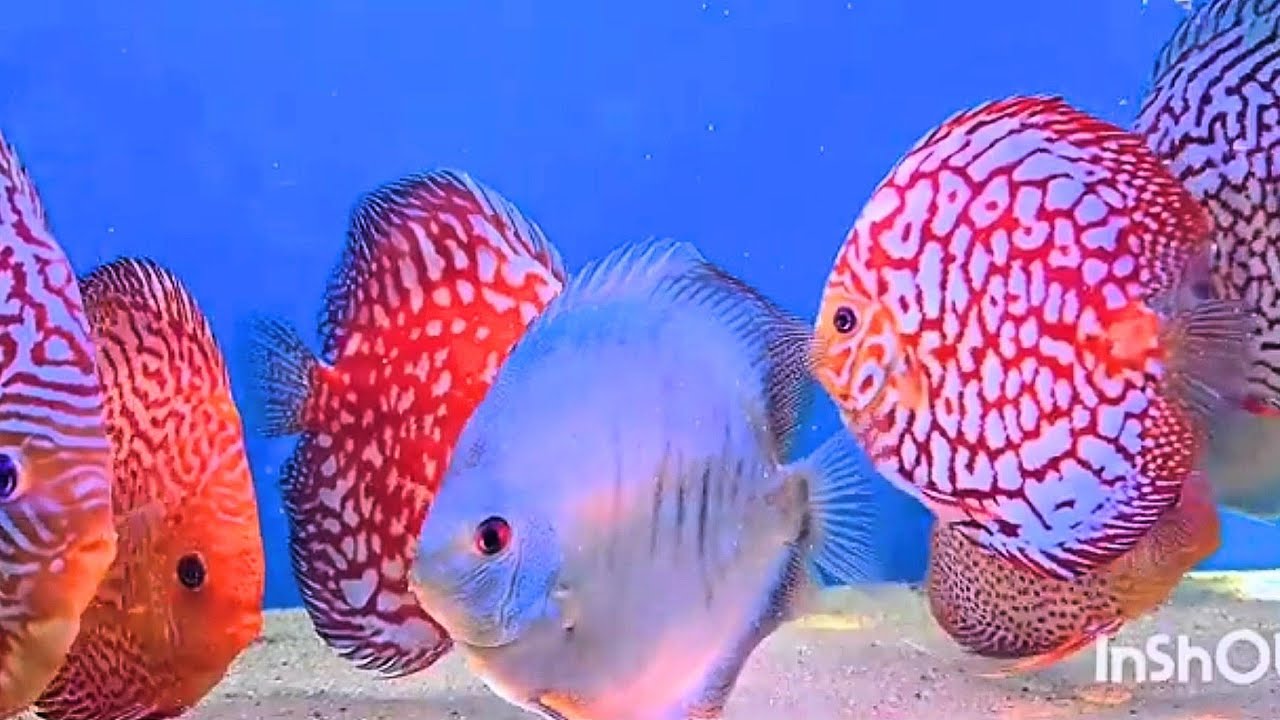 Discus Fish (Nuovi Arrivi Febbraio 2025) by 