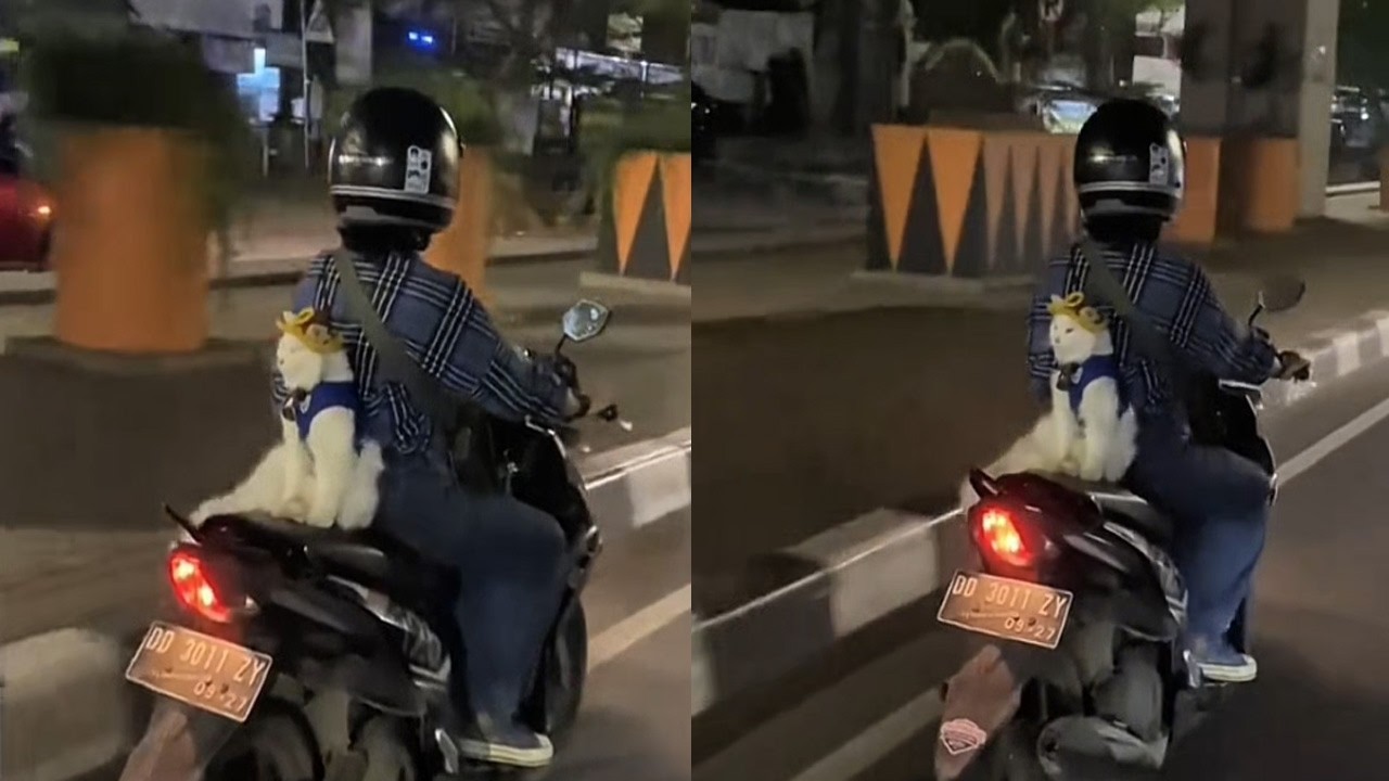Asli Ini Gemes! kucing suka Naik Motor sampai maksa duduk sendiri kaya Bocil/Video kompilasi Lucu