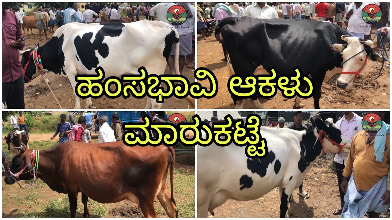 Haunsbhavi Cow market ಹಂಸಭಾವಿ ಆಕಳು ಮಾರುಕಟ್ಟೆ