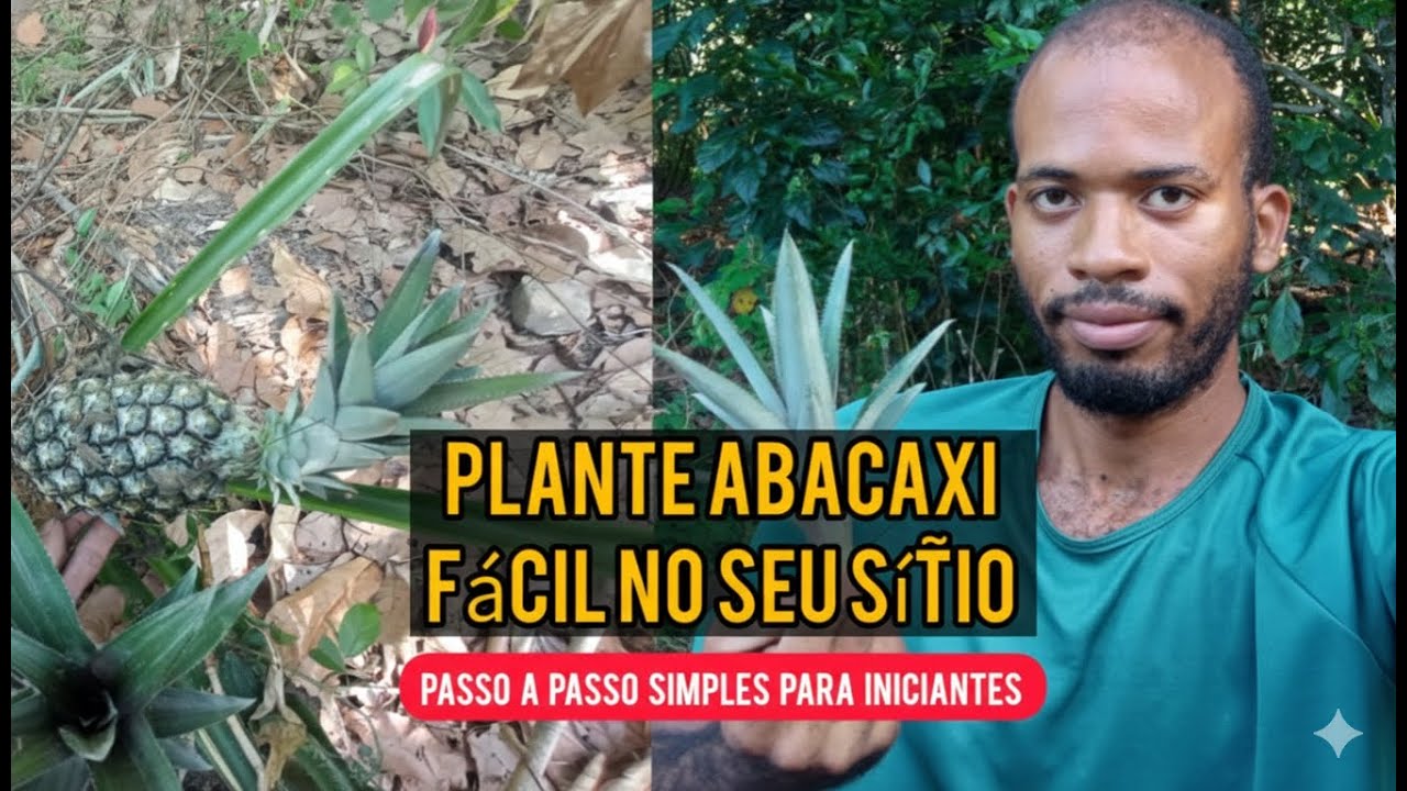 ​🍍 Como Plantar Abacaxi em Casa ou no Sítio: O Guia Completo e Fácil!