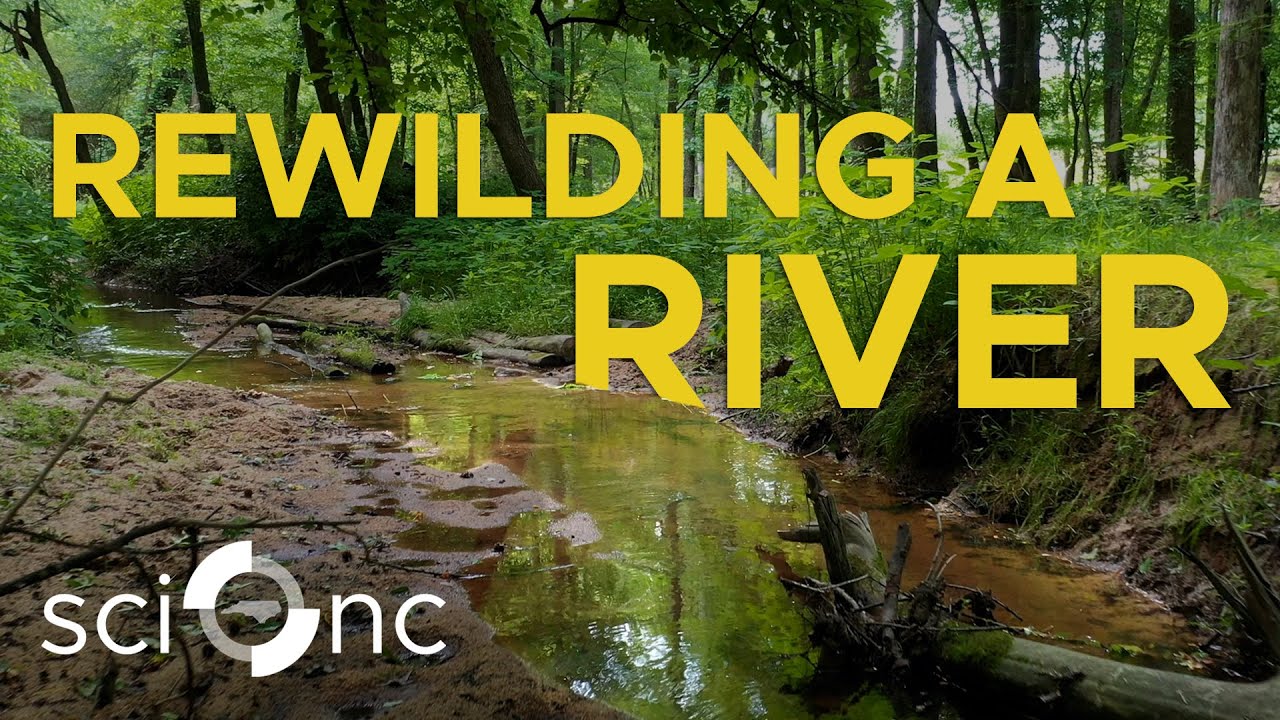 Why is it bad for a river to be straight? | Sci NC | PBS North Carolina