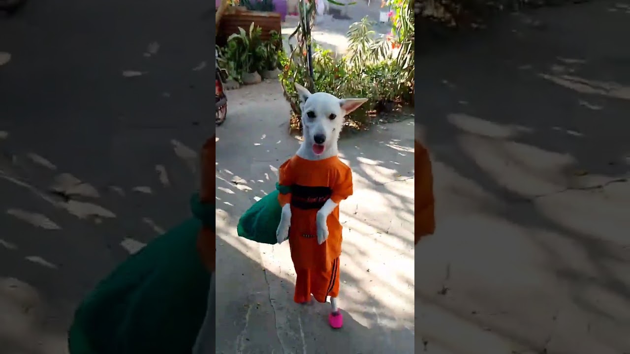 Videos of bb Hilux 🥰🥰🥰 #ilokano #aspin #funny #dog #amazing #talented #trending #virals #doglover
