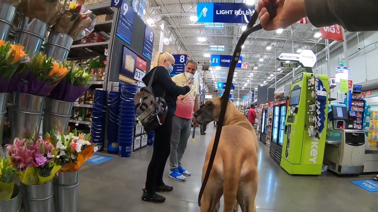 Cash 2.0 Great Dane like a rockstar at Lowes