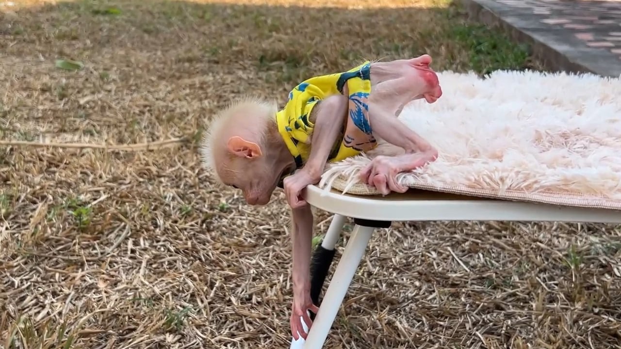 Baby Minea Really Grow Up Fast Climb Down The Table Skilfully