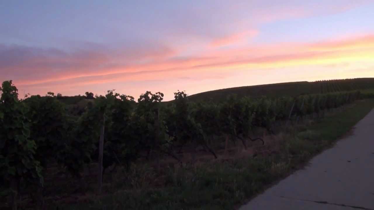 Bodenheim Mittsommer