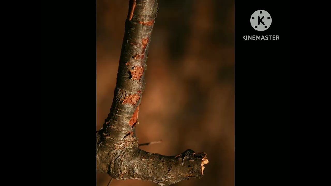 Alphabet  Nature