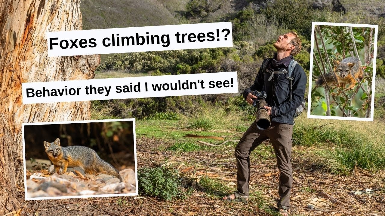 Photographing Foxes climbing Trees! Rare behavior that only few species of Fox can do.