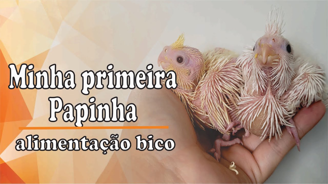 Dando Papinha Pela Primeira Vez  - Dica Serve para Qualquer Espécie de Ave