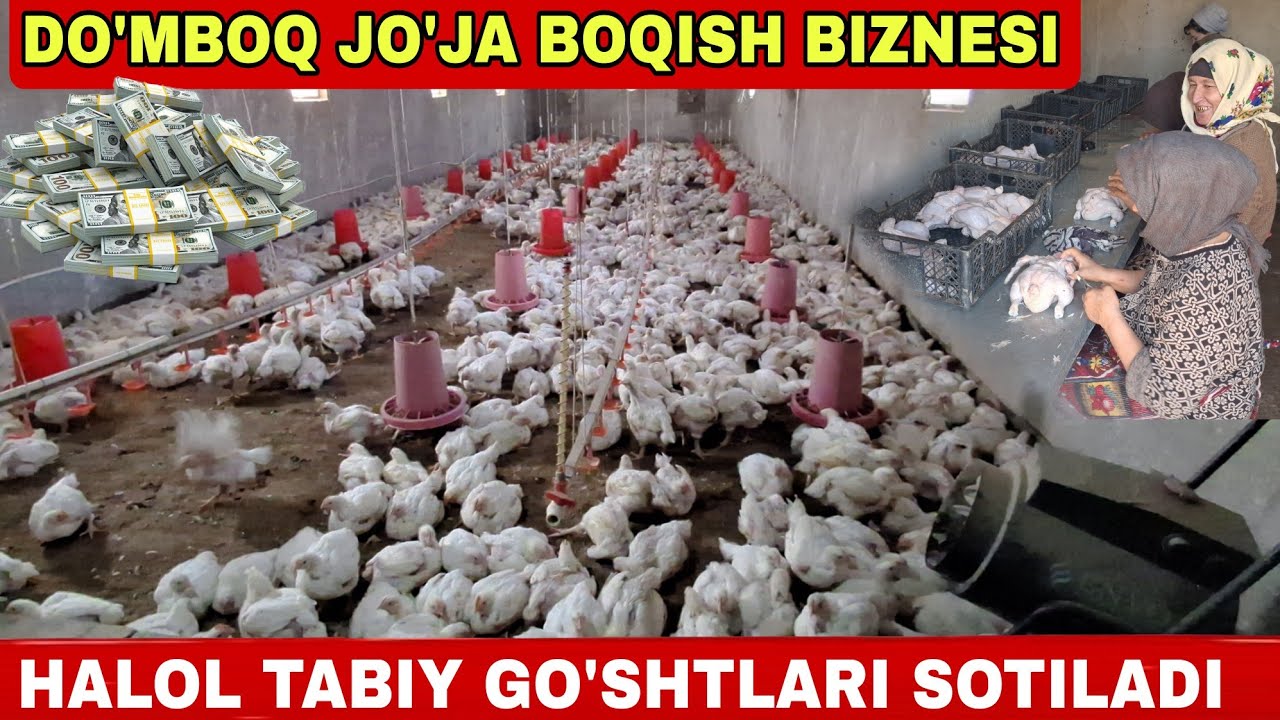UY SHAROITIDA PARANDACHILIK BIZNESI TOVUQ GO'SHT NARXLARI SURXONDARYO