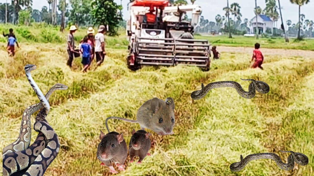 New Kubota 105DC Plus+ម៉ាសុីនច្រូតស្រូវ គូបូតា ,Tractor Khmer Farmer