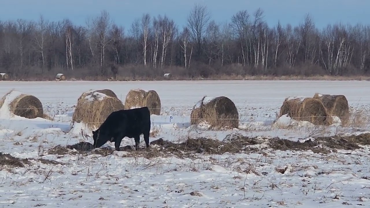 Tough winter but almost spring!!