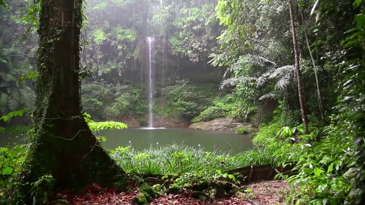 Som de Chuva e Floresta   2 Horas   Dormir, Relaxar